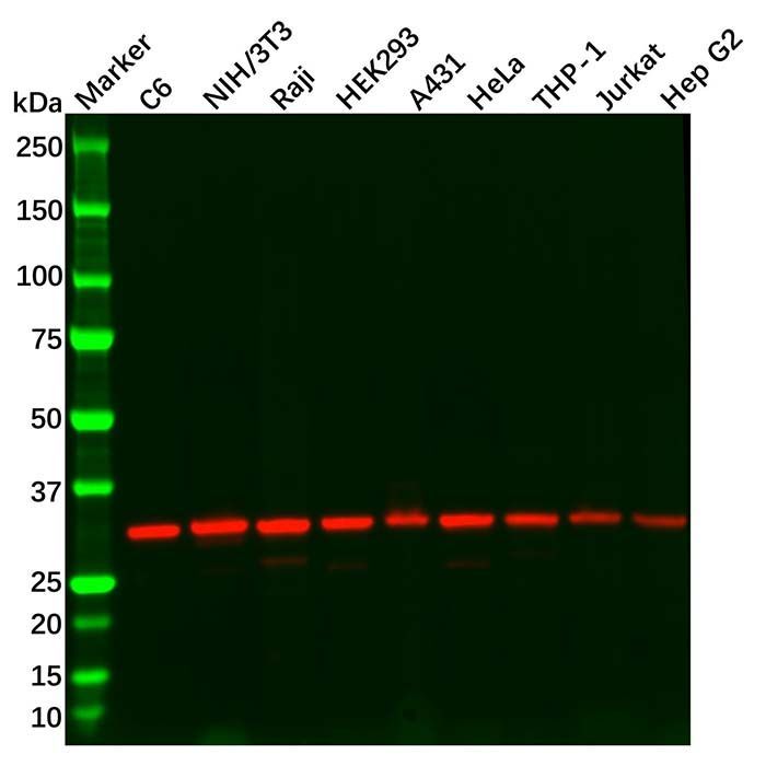 VDAC1/Porin Antibody -    by Aladdin Scientific
