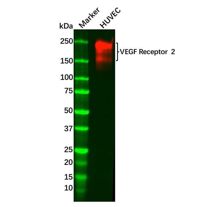 Recombinant VEGF Receptor 2 Antibody - by Aladdin Scientific
