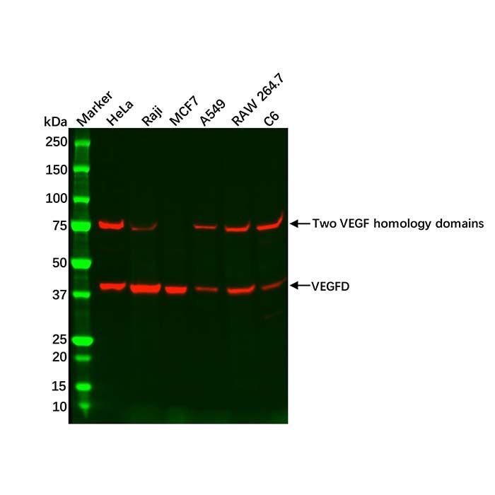 Recombinant VEGFD Antibody -    by Aladdin Scientific