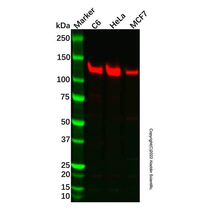 Recombinant Vinculin Antibody -    by Aladdin Scientific