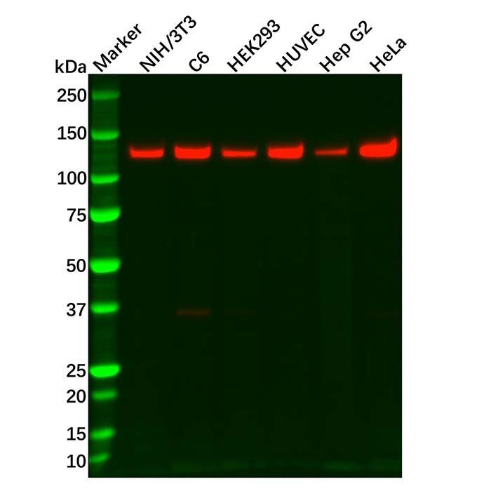 Recombinant Vinculin Antibody -    by Aladdin Scientific