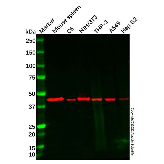 Viperin Antibody -    by Aladdin Scientific
