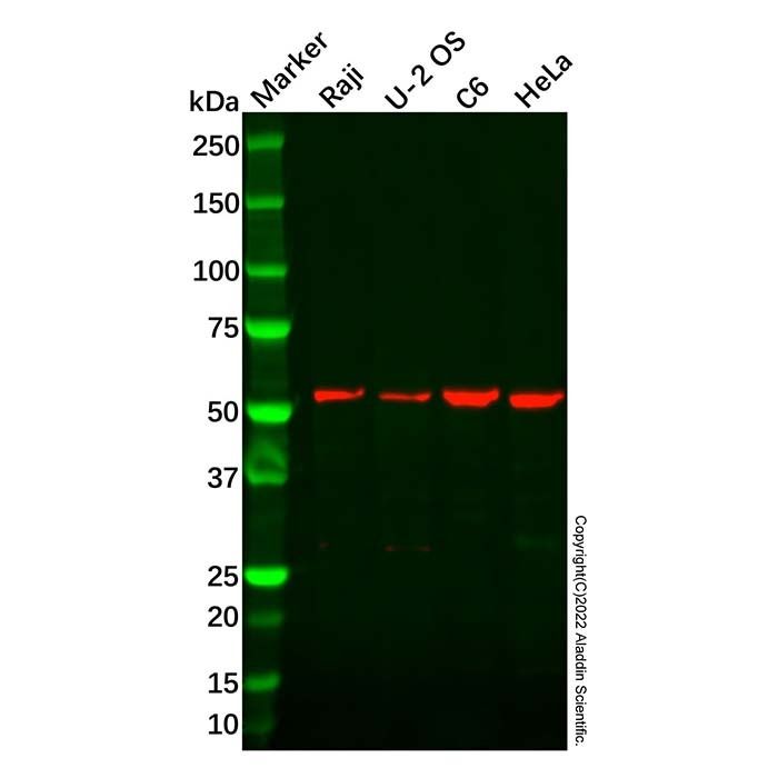Recombinant Visfatin Antibody -    by Aladdin Scientific