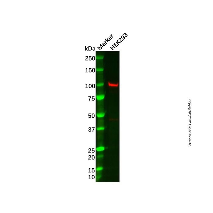 Recombinant VPS41 Antibody -    by Aladdin Scientific