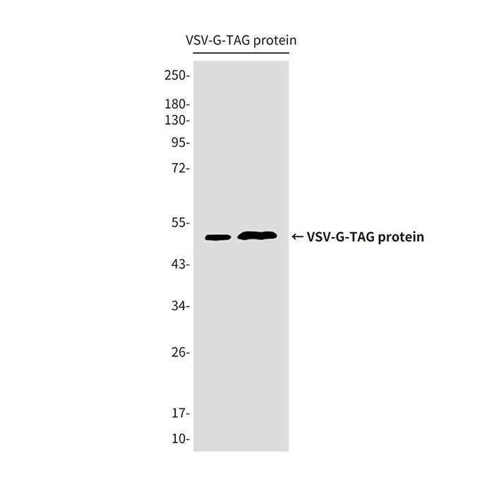 VSV-G tag Mouse mAb -    by Aladdin Scientific
