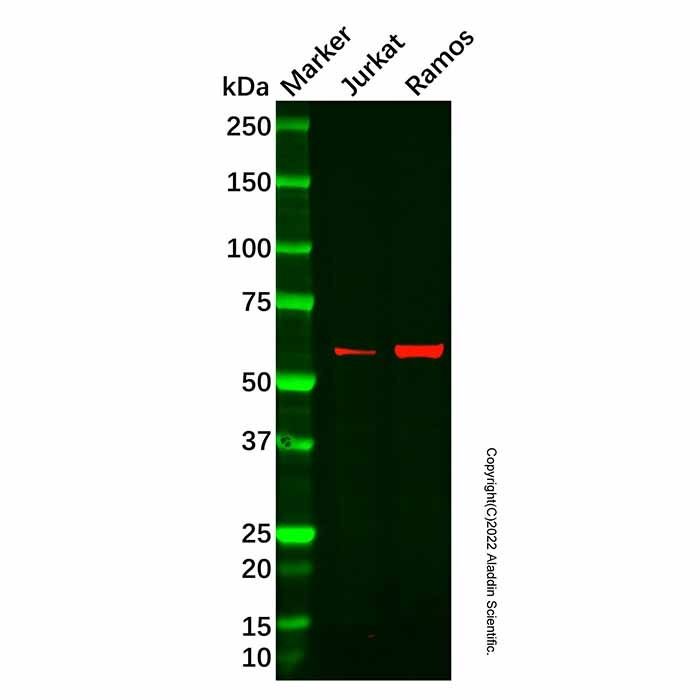 Recombinant WASP Antibody -    by Aladdin Scientific
