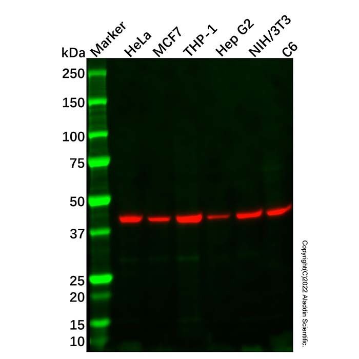 WDFY2 Antibody -    by Aladdin Scientific