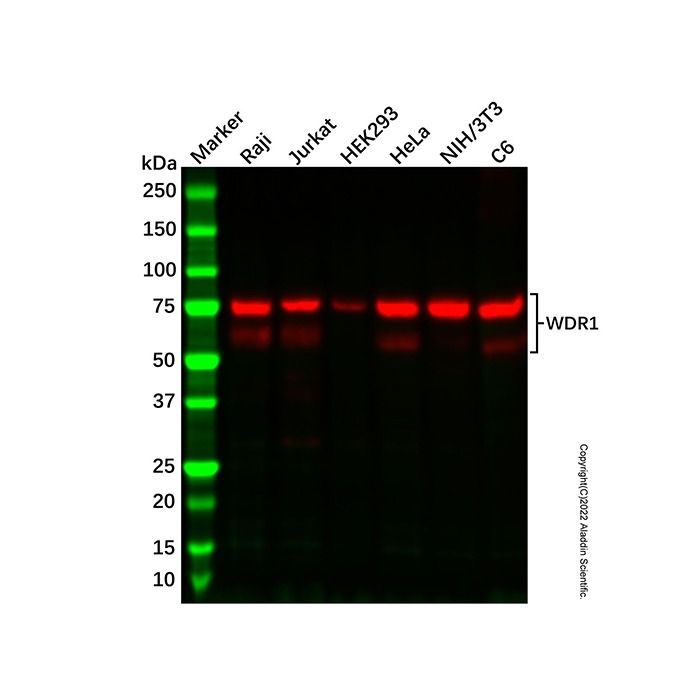 Recombinant WDR1 Antibody -    by Aladdin Scientific