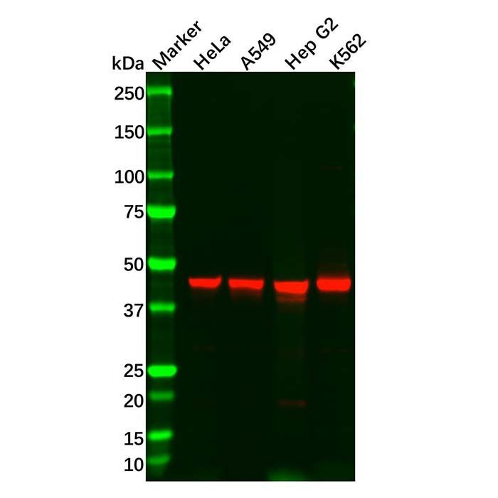 Recombinant WDR4 Antibody -    by Aladdin Scientific