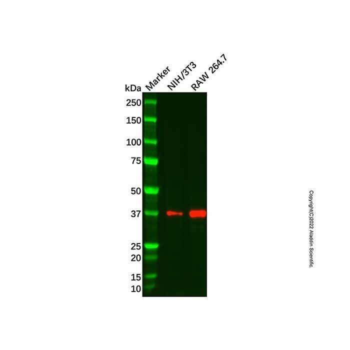 Recombinant WDR5 Antibody -    by Aladdin Scientific
