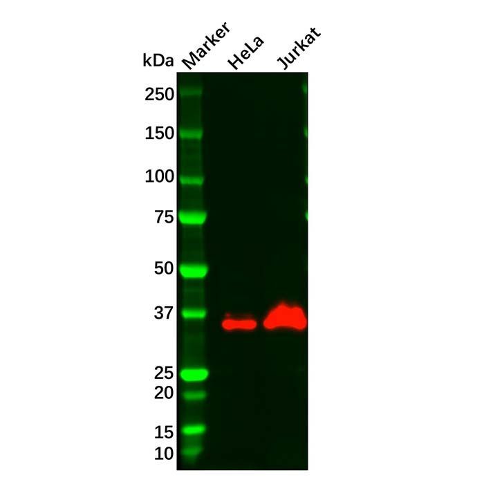 Wnt1 Antibody -    by Aladdin Scientific