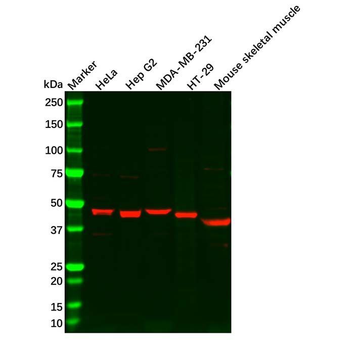 Wnt10b Antibody -    by Aladdin Scientific
