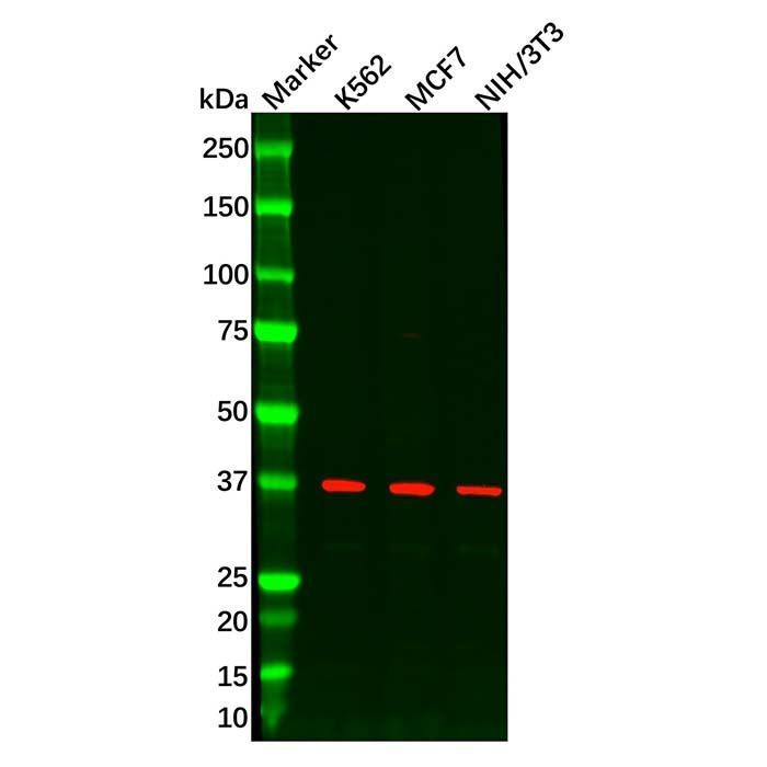 Wnt8b Antibody -    by Aladdin Scientific