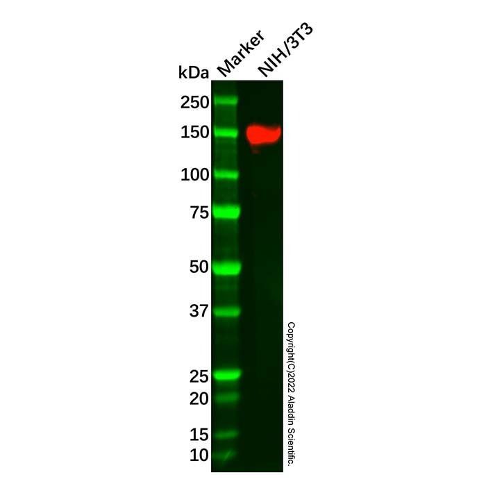 Recombinant Xanthine Oxidase Antibody -    by Aladdin Scientific