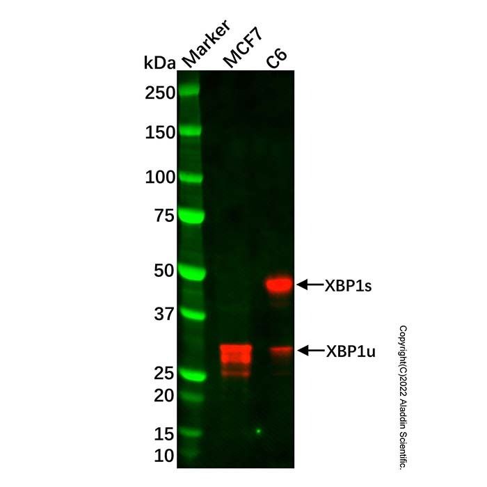 Recombinant XBP1 Antibody -    by Aladdin Scientific