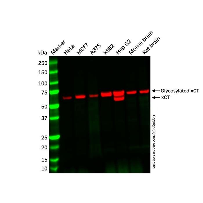 Recombinant xCT Antibody -    by Aladdin Scientific