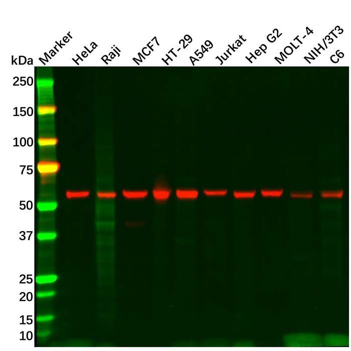 XIAP Antibody - by Aladdin Scientific