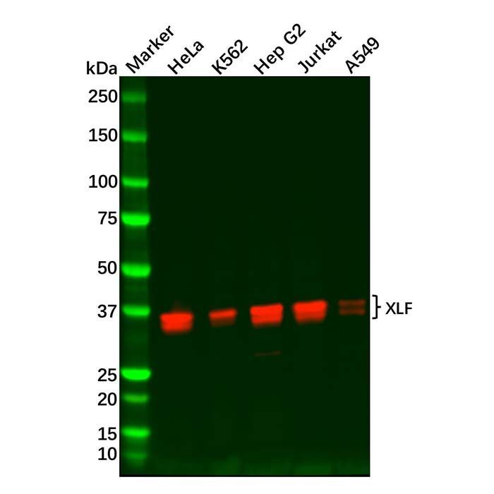 Recombinant XLF Antibody -    by Aladdin Scientific