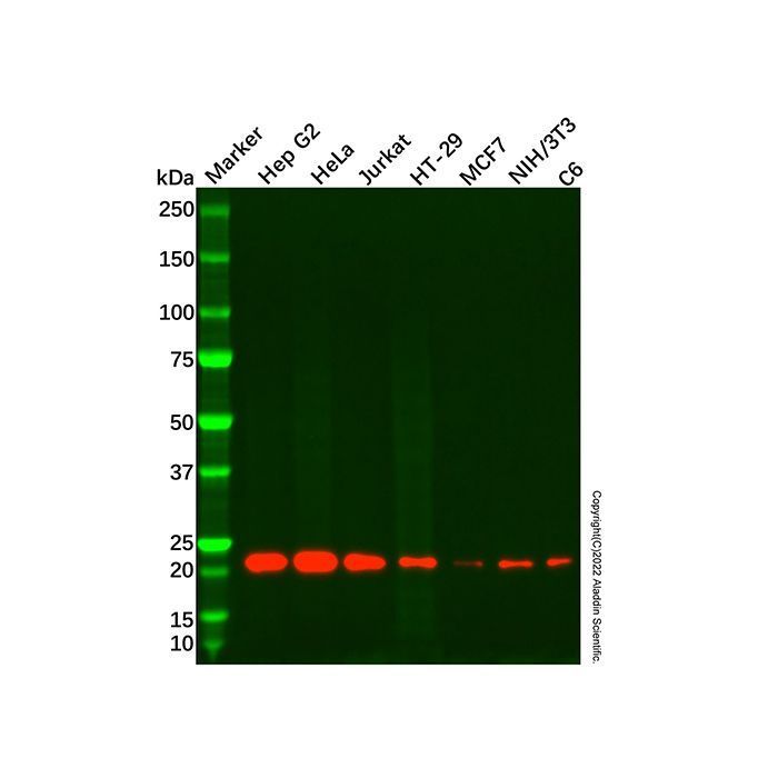 Recombinant Y14 Antibody -    by Aladdin Scientific