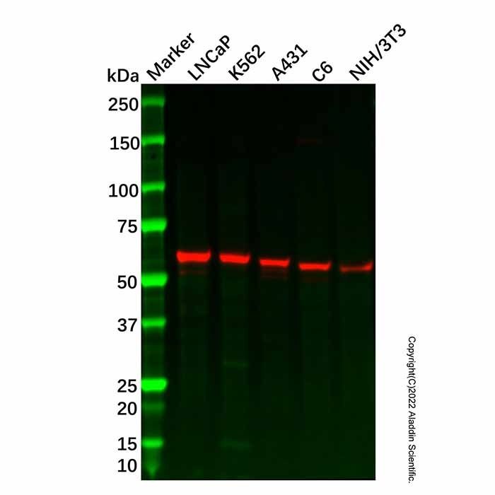 Recombinant Yes1 Antibody -    by Aladdin Scientific