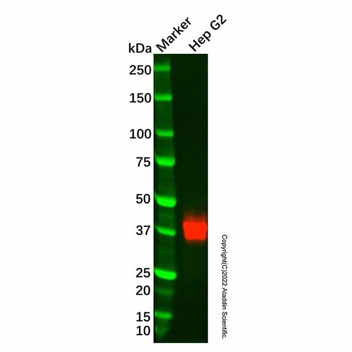 Recombinant Zinc Alpha 2 Glycoprotein Antibody -    by Aladdin Scientific