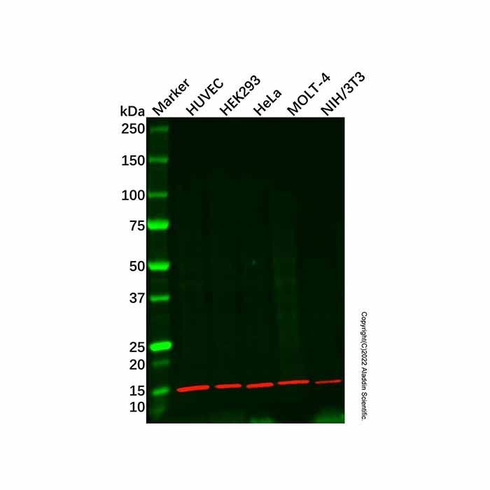 ZNHIT1 Antibody -    by Aladdin Scientific