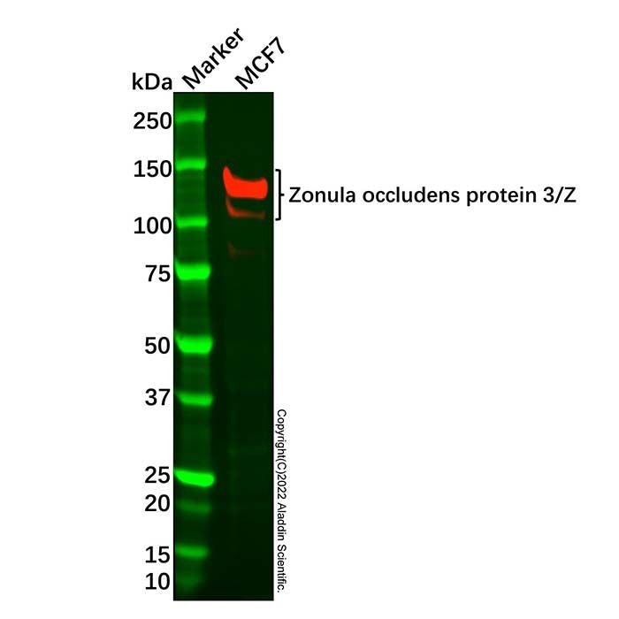 Recombinant Zonula occludens protein 3/ZO3 Antibody -    by Aladdin Scientific