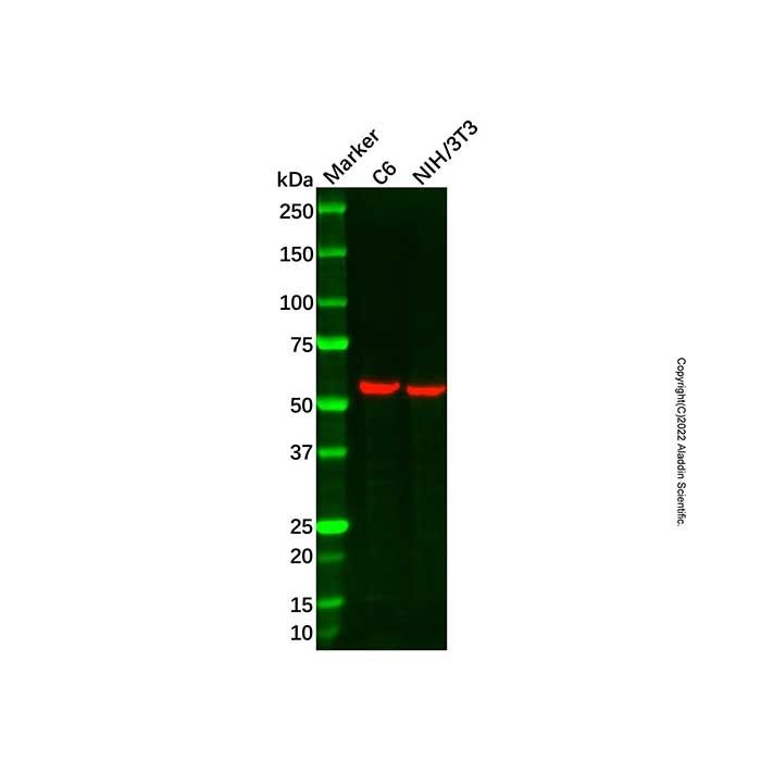 Recombinant ZPR1 Antibody -    by Aladdin Scientific