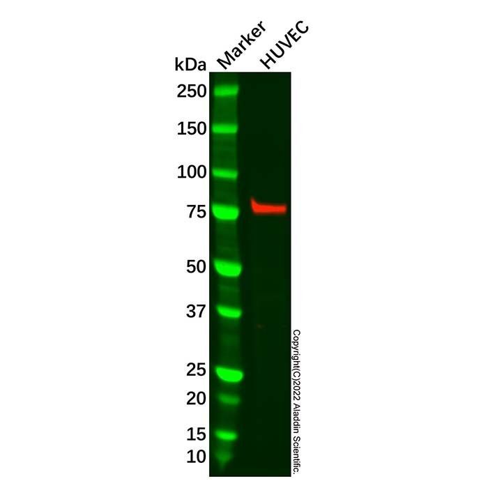 Recombinant Zyxin Antibody -    by Aladdin Scientific