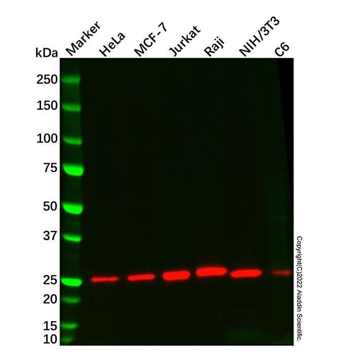 Bcl-2 Mouse mAb -    by Aladdin Scientific