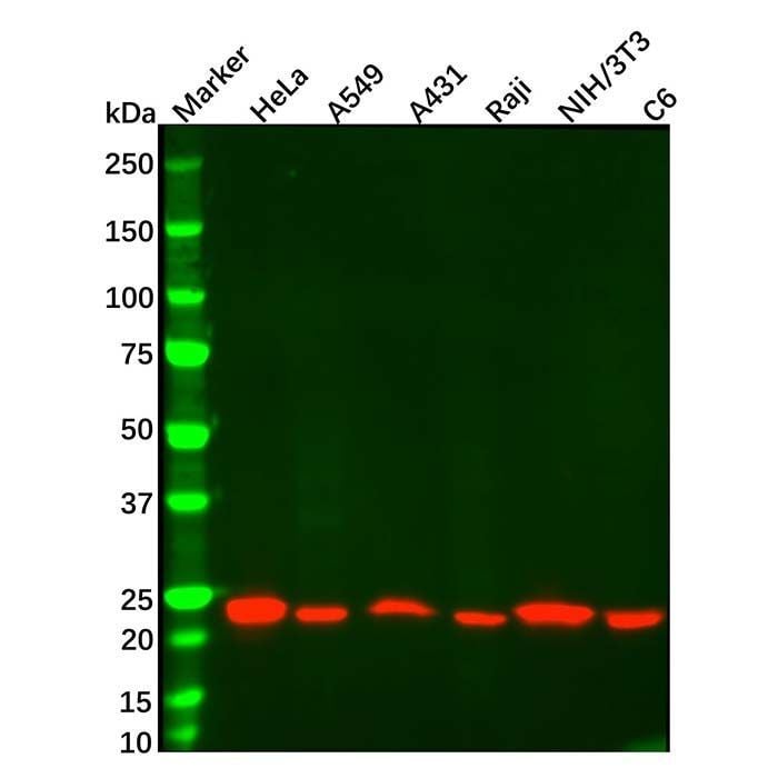 TAGLN Mouse mAb - by Aladdin Scientific