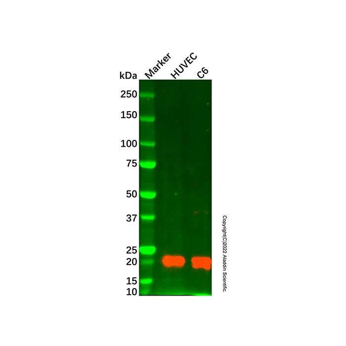 Caveolin-1 Mouse mAb - by Aladdin Scientific