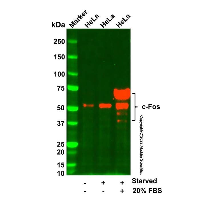 c-Fos Mouse mAb -    by Aladdin Scientific
