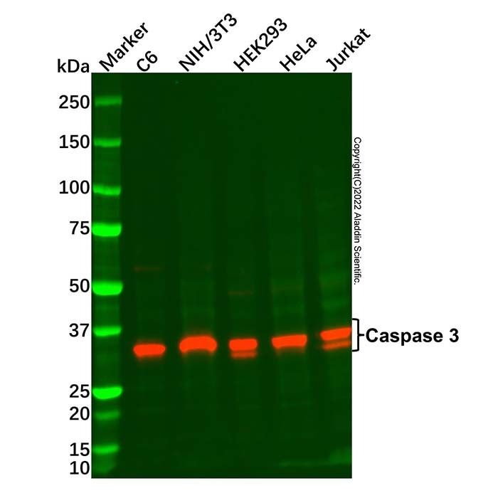 Caspase 3 Mouse mAb - by Aladdin Scientific