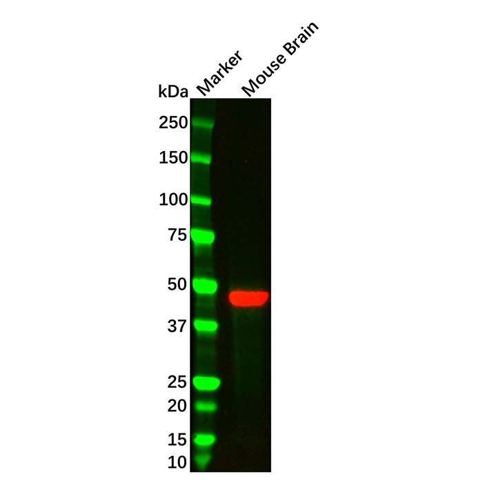 GFAP Mouse mAb -    by Aladdin Scientific