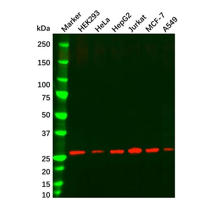 HMGB1 Mouse mAb - by Aladdin Scientific