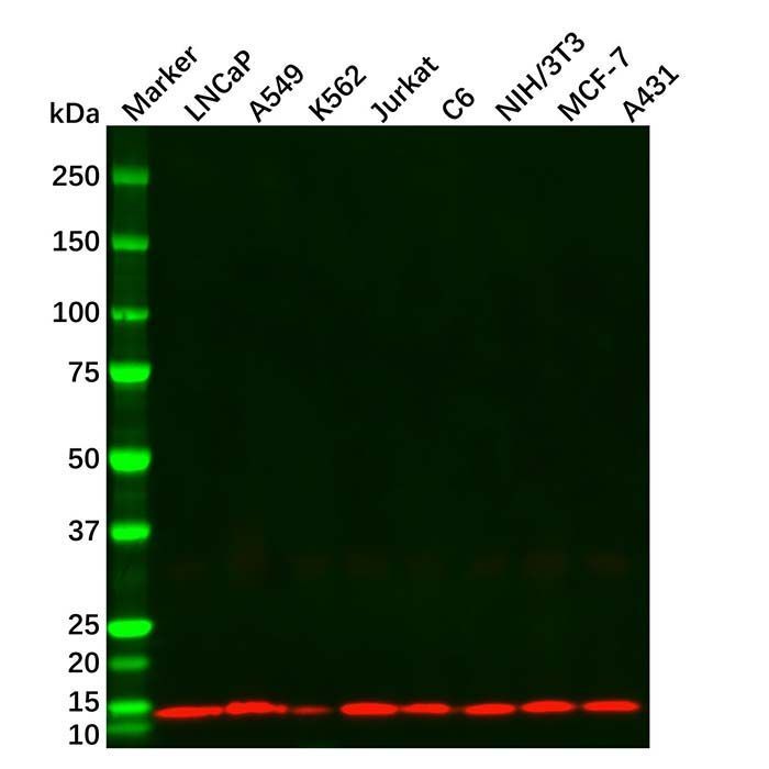 Histone H4 Mouse mAb -    by Aladdin Scientific