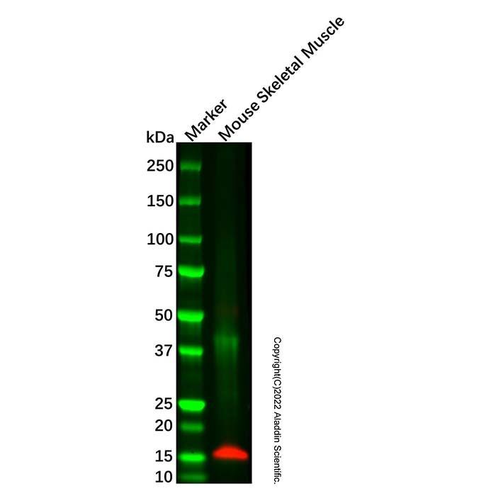 Parvalbumin Mouse mAb -    by Aladdin Scientific