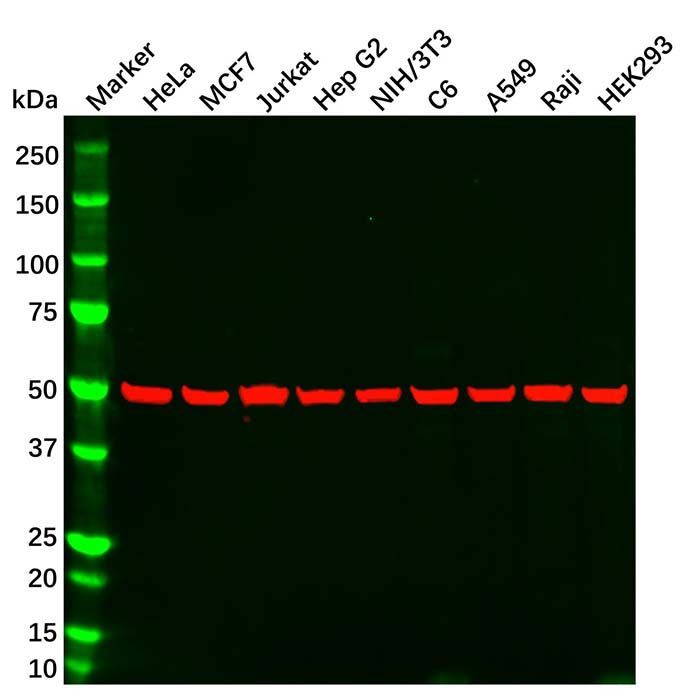 alpha Tubulin Mouse mAb -    by Aladdin Scientific