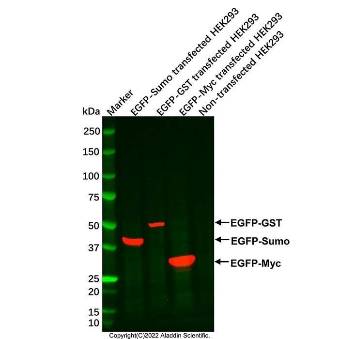 GFP/EGFP Mouse mAb -    by Aladdin Scientific