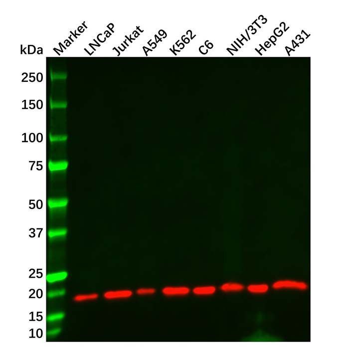 Cofilin Mouse mAb - by Aladdin Scientific