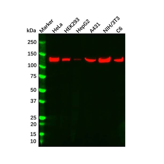 Vinculin Mouse mAb -    by Aladdin Scientific