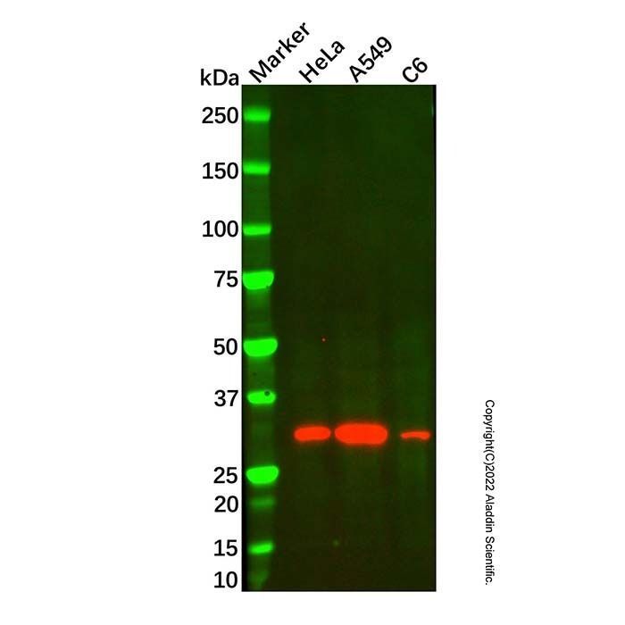 HO-1 Mouse mAb -    by Aladdin Scientific