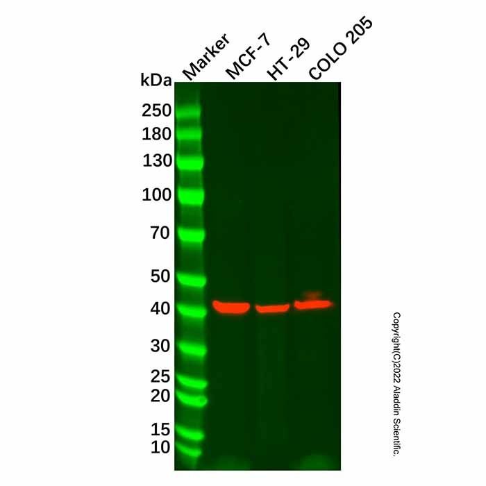 Cytokeratin 19 Mouse mAb -    by Aladdin Scientific