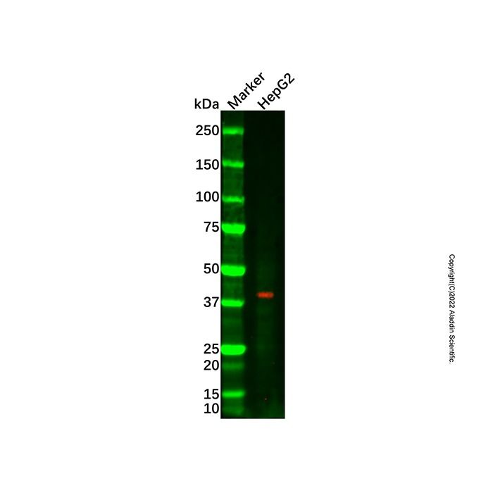 EpCAM Mouse mAb - by Aladdin Scientific