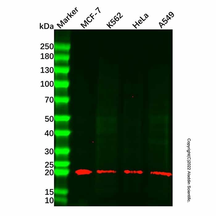 MT-CO2 Mouse mAb -    by Aladdin Scientific