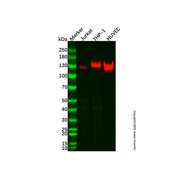 CD31 Mouse mAb -    by Aladdin Scientific