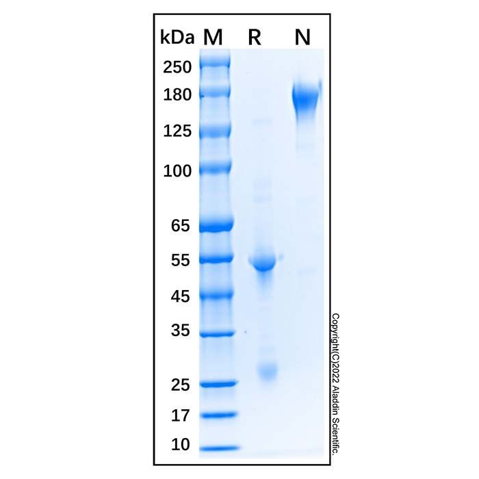 Sheep IgG - Isotype Control Antibody  ＞95% by Aladdin Scientific