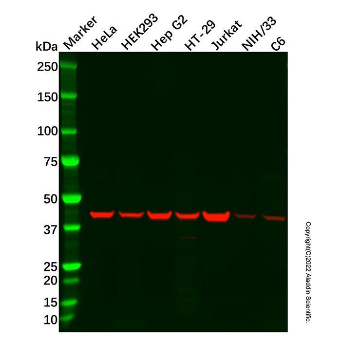 PGK1 Antibody -    by Aladdin Scientific