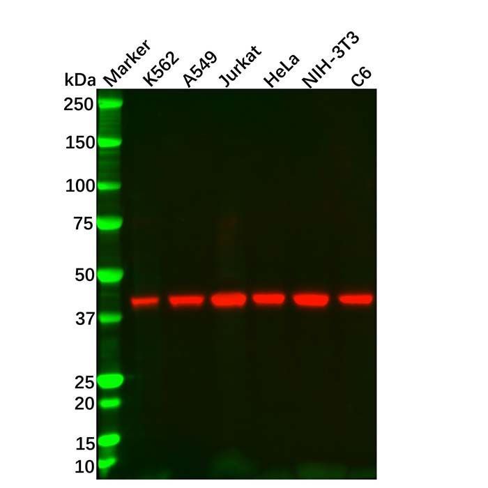 beta Actin Mouse mAb (HRP) - by Aladdin Scientific